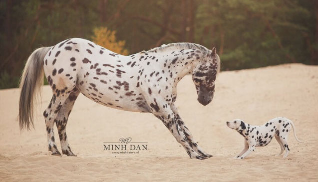 Appaloosa Stallion Nevade